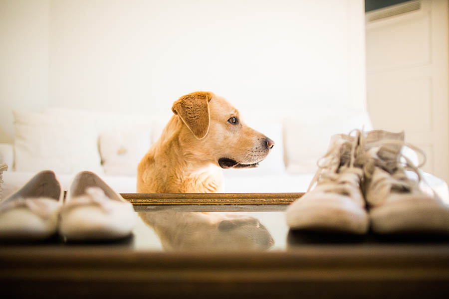 Hund mit Brautschuhen außergewöhnlich individuell