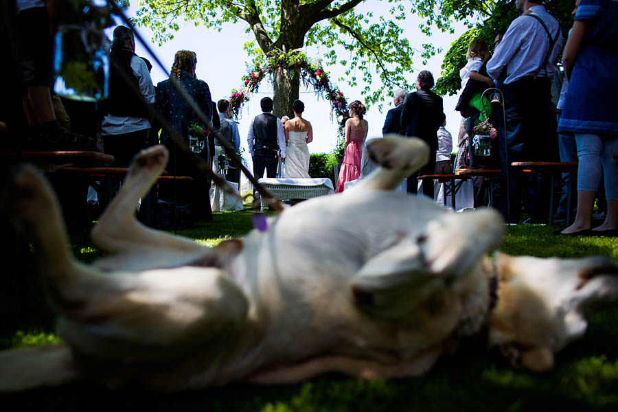 Hund auf Hochzeit dabei