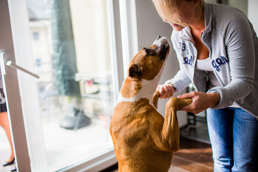 Hund mit Braut bei der Hochzeit