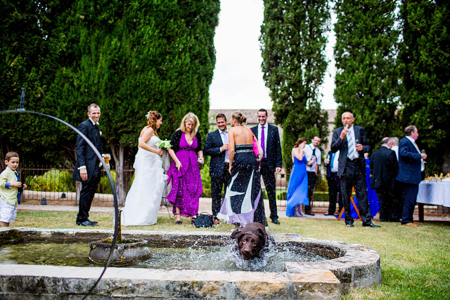 a dog at wedding in france